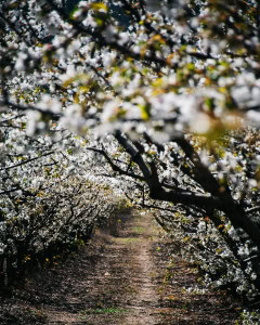 Visitar as cerejeiras em flor em Portugal em 2026