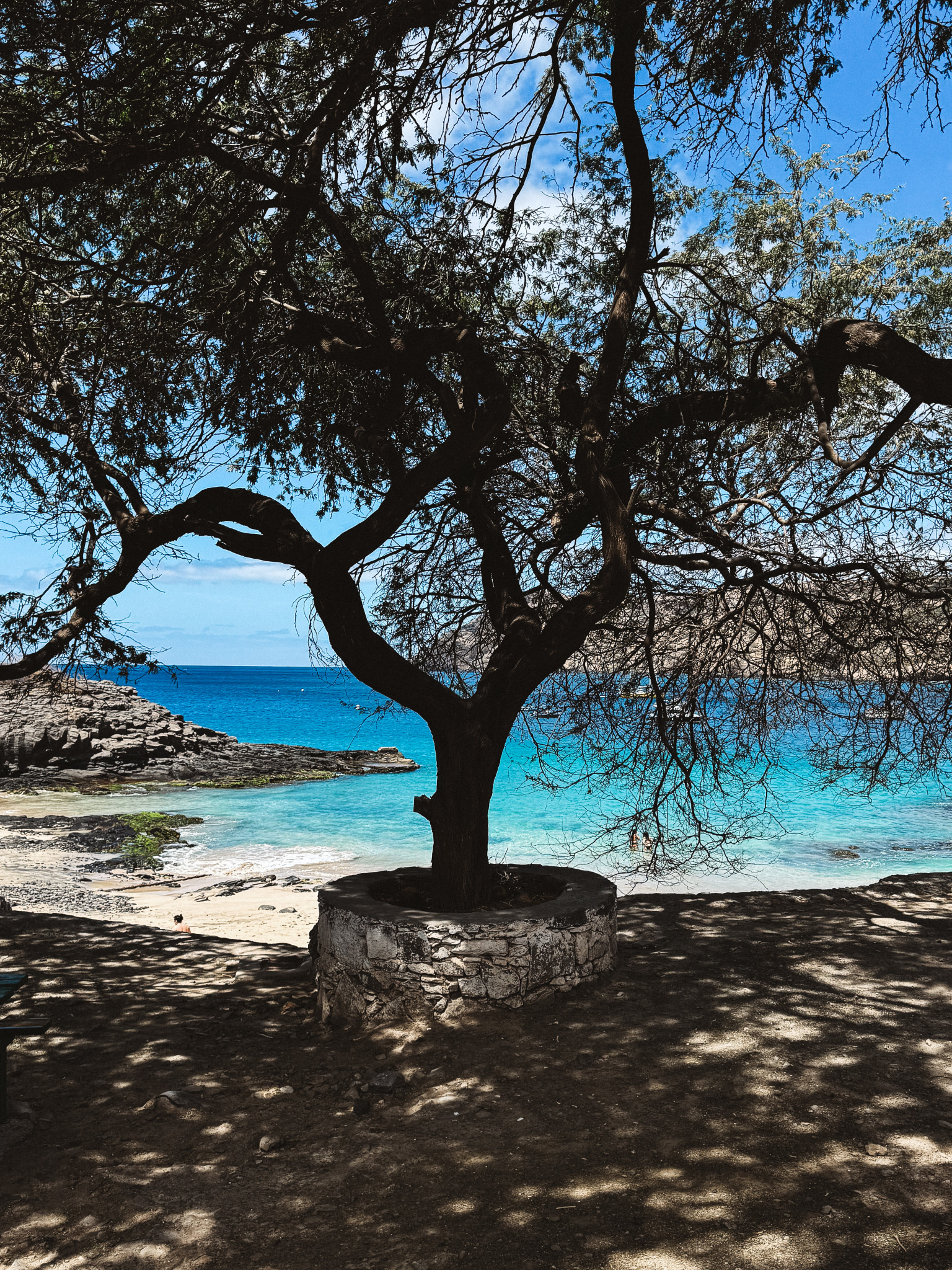 praia com água azul turquesa e uma arvore no meio
