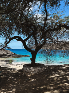 praia com água azul turquesa e uma arvore no meio